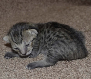f6 savannah kittens mara1206f3a