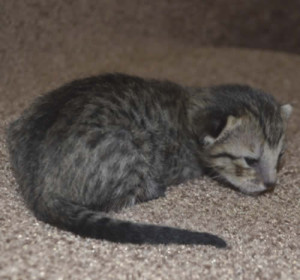 f6 savannah kittens mara1206f3b