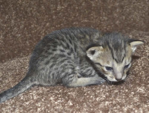 f6-savannah-kittens-mara1206f3c