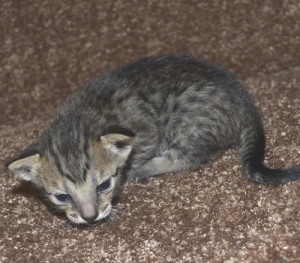 f6-savannah-kittens-mara1206f3e