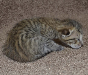 f6 savannah kittens mara1206m1b