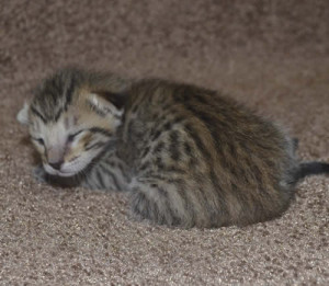 f6 savannah kittens mara1206m1a