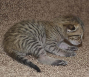 f6 savannah kittens mara1206m1c