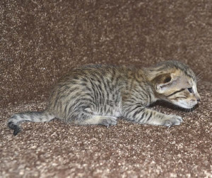 f6-savannah-kittens-mara1206m1e