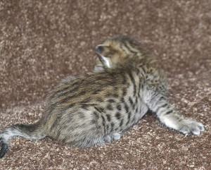 f6-savannah-kittens-mara1206m1f