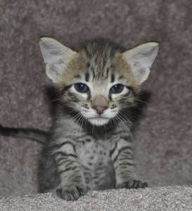 f6-savannah-kittens-v03-17b1e