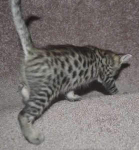 f6-savannah-kittens-v03-17b1g
