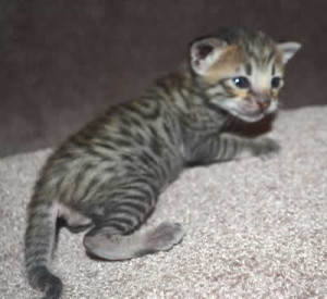 f6 savannah kittens v03-17b2b