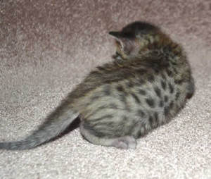 f6 savannah kittens v03-17b2c