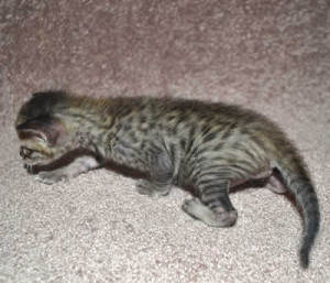 f6 savannah kittens v03-17b2d