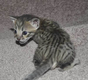 f6-savannah-kittens-v03-17b2e