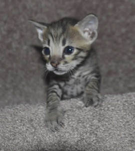f6-savannah-kittens-v03-17b2f