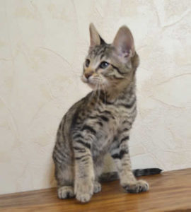 f6 savannah kittens vbp
