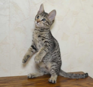 f6 savannah kittens vbq