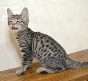 f6 savannah kittens vbr