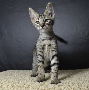 f6 savannah kittens ver620a
