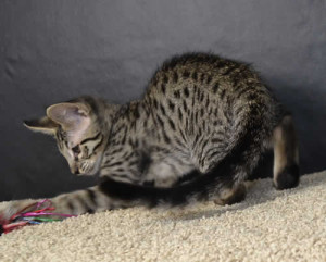 f6 savannah kittens ver620b