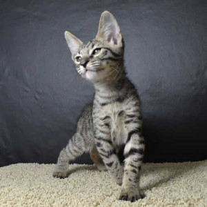 f6 savannah kittens ver620e