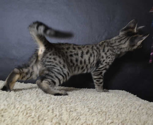 f6 savannah kittens ver620f