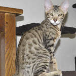 f6-savannah-kittens-vm0718a