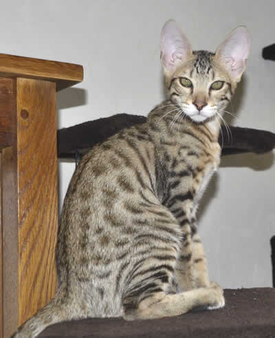 F6 Savannah Kittens for Sale Amanukatz 