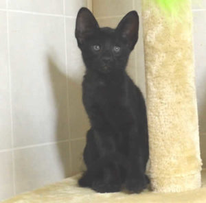 f6 savannah kittens vmd