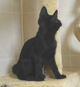 f6 savannah kittens vmc