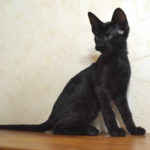Black Savannah Kitten