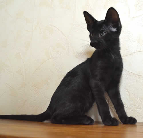 melanistic serval for sale