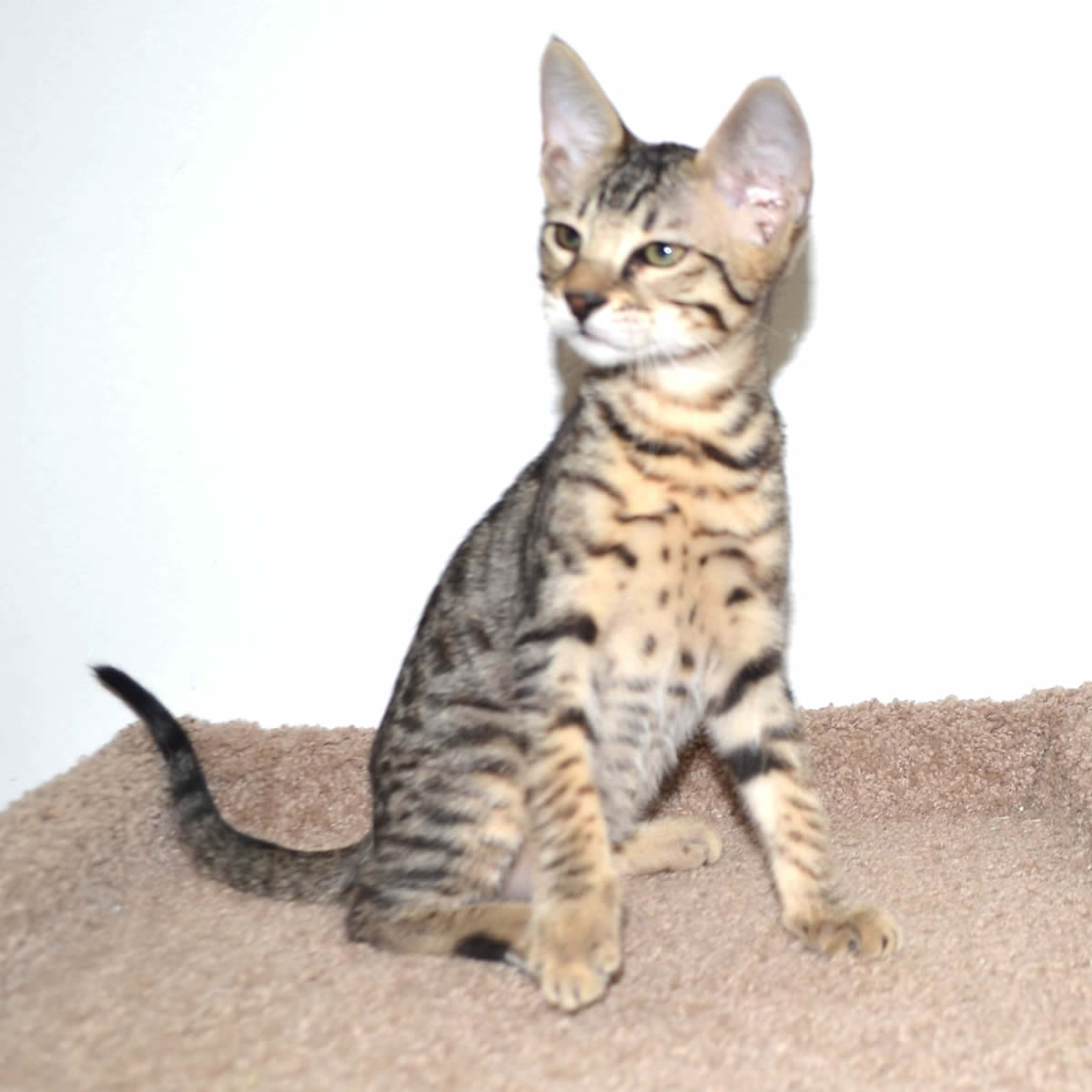 F2 Savannah Kittens for Sale. 