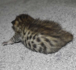 F6 Savannah Kittens for Sale mma12152017