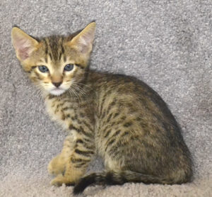 f7-savannah-kittens-mara02062017b3o