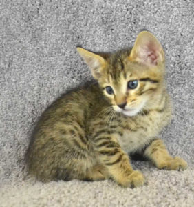 f7-savannah-kittens-mara02062017b3p