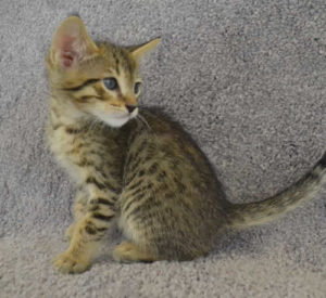 f7-savannah-kittens-mara02062017b3q