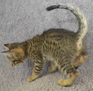 f7-savannah-kittens-mara02062017b3r