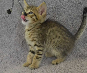 f7-savannah-kittens-mara02062017b3s