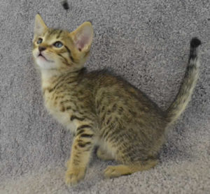 f7-savannah-kittens-mara02062017b3t
