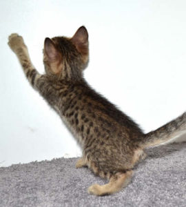 f7-savannah-kittens-mara02062017b3u