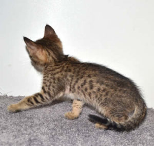 f7-savannah-kittens-mara02062017b3v