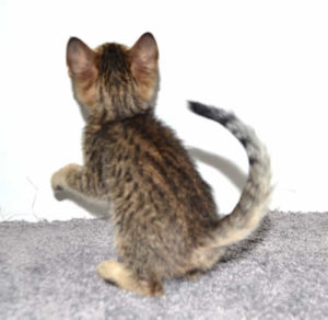 f7-savannah-kittens-mara02062017b3w