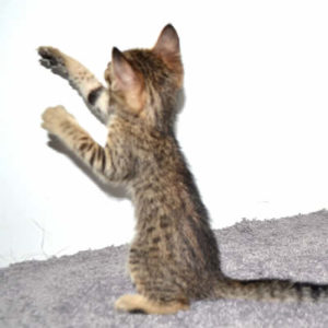 f7-savannah-kittens-mara02062017b3x