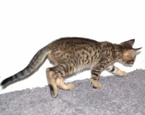 f7-savannah-kittens-mara02062017b3y