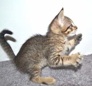 f7-savannah-kittens-mara02062017b3z