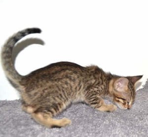 f7-savannah-kittens-mara02062017b3za
