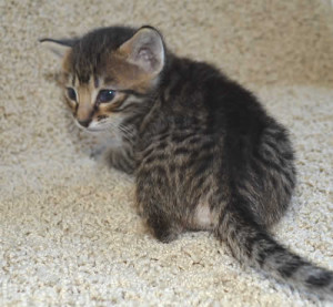 f7-savannah-kittens-marag10613a