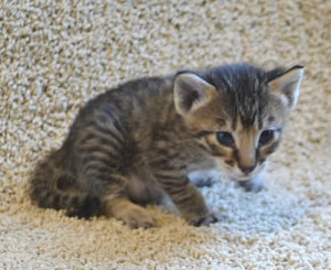 f7-savannah-kittens-marag10613b