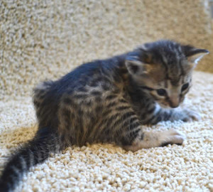 f7-savannah-kittens-marag20613a