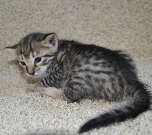 f7-savannah-kittens-marag20613b