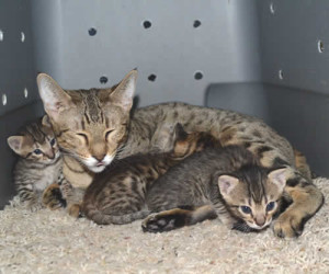 f7-savannah-kittens-marag30613a