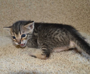 f7-savannah-kittens-marag30613b